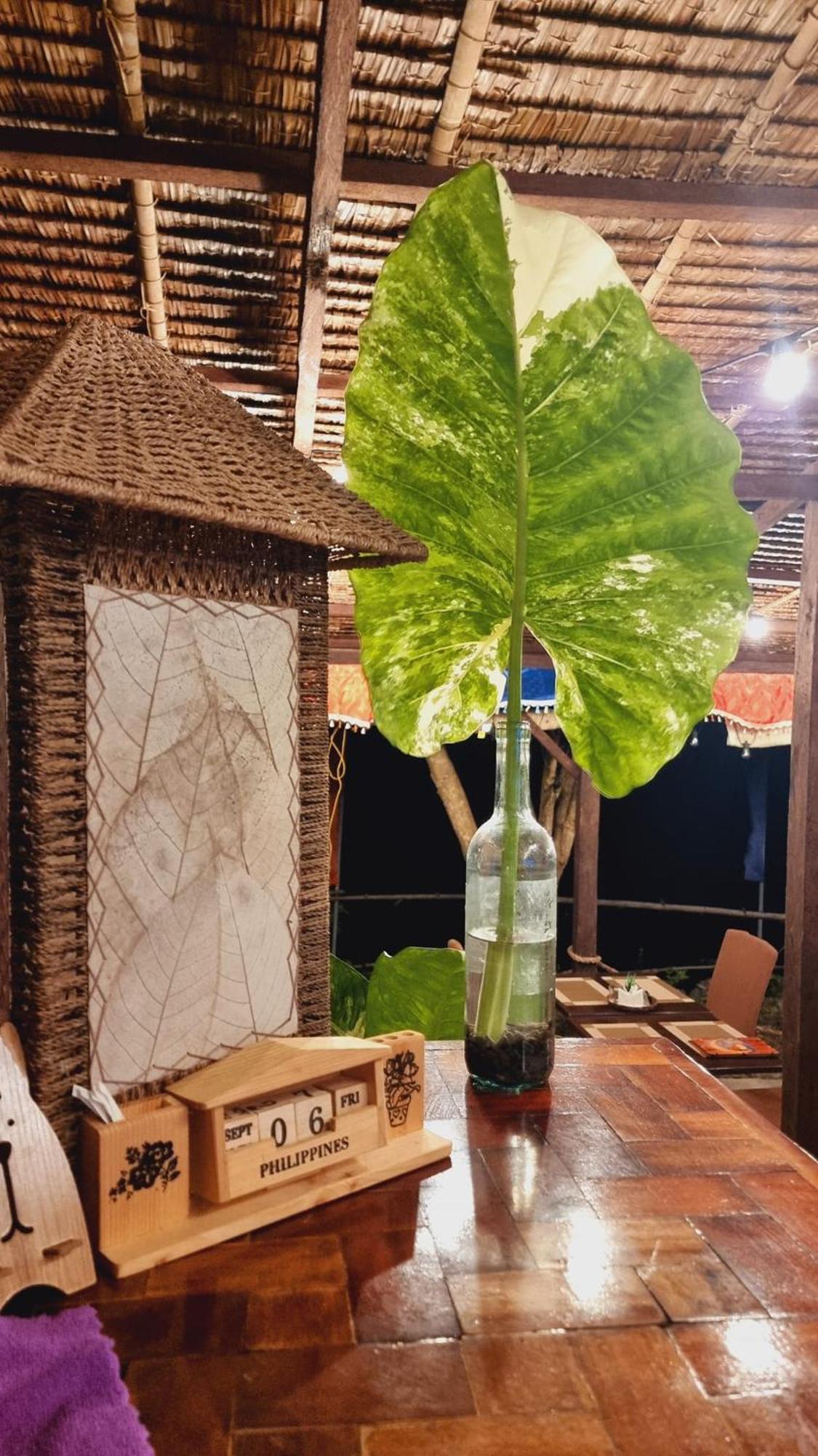 Jush Native And Glamping Hotel Dauis Bagian luar foto